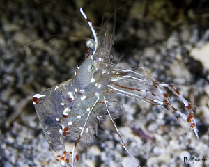 Female Cave Cleaner Shrimp with eggs. This one was only a... by Rico Besserdich 